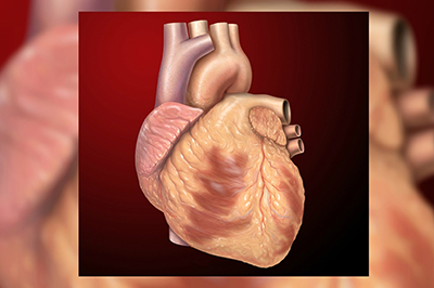 Գիտնականներ. պլացենտար ցողունային բջիջներն ընդունակ են վերականգնել սիրտը կաթվածից հետո. biostem.am