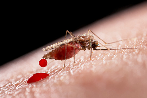 Ученые раскрыли секрет выживаемости малярии в крови человека