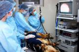 27 апреля - Международный день ветеринарного врача