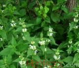 Խուլ եղինջ - Яснотка - lamium