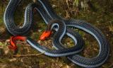 Աշխարհի ամենաթունավոր օձի թույնը կարող է ներառվել նոր ցավազրկողի բաղադրության մեջ. news.am
