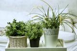 Как поправить свое здоровье с помощью комнатных растений