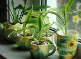 Привычные комнатные растения скрывают в себе угрозу для здоровья, предупреждают врачи