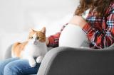 Почему кошки опасны для беременных