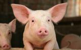 Пересаженные человеку почки свиньи прижились и впервые нормально функционируют