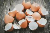 Скорлупу куриных яиц предложено использовать в стоматологии