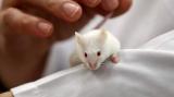 Российские ученые пересадили мыши напечатанный на биопринтере фрагмент печени