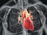 Представлены первые биоимплантаты сердца из стволовых клеток пуповинной крови