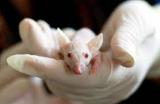 FDA отказывается от исследований на животных при разработке препаратов
