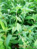 Կատվալեզու եռաբաժան - Череда трехраздельная - Bidens tripartitus L.