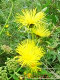 Կղմուխ Հեղինեի - Девясил высокий - lnula helenium L.