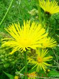 Կղմուխ Հեղինեի - Девясил высокий - lnula helenium L.
