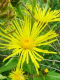 Կղմուխ Հեղինեի - Девясил высокий - lnula helenium L.
