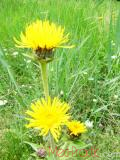 Կղմուխ Հեղինեի - Девясил высокий - lnula helenium L.