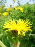 Կղմուխ Հեղինեի - Девясил высокий - lnula helenium L.