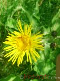 Կղմուխ Հեղինեի - Девясил высокий - lnula helenium L.