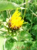 Կղմուխ Հեղինեի - Девясил высокий - lnula helenium L.