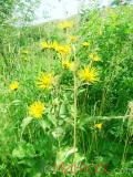 Կղմուխ Հեղինեի - Девясил высокий - lnula helenium L.