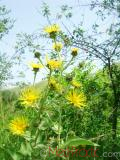 Կղմուխ Հեղինեի - Девясил высокий - lnula helenium L.