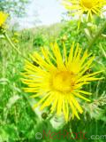 Կղմուխ Հեղինեի - Девясил высокий - lnula helenium L.