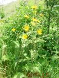 Կղմուխ Հեղինեի - Девясил высокий - lnula helenium L.
