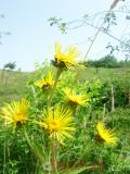 Կղմուխ Հեղինեի - Девясил высокий - lnula helenium L.