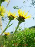 Կղմուխ Հեղինեի - Девясил высокий - lnula helenium L.