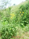 Կղմուխ Հեղինեի - Девясил высокий - lnula helenium L.
