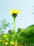 Կղմուխ Հեղինեի - Девясил высокий - lnula helenium L.