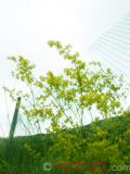 Մակարդախոտ իսկական - Подмаренник настоящий - Galium verum L.