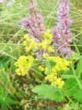 Մակարդախոտ իսկական - Подмаренник настоящий - Galium verum L.