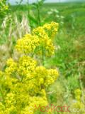Մակարդախոտ իսկական - Подмаренник настоящий - Galium verum L.