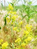 Մակարդախոտ իսկական - Подмаренник настоящий - Galium verum L.