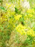 Մակարդախոտ իսկական - Подмаренник настоящий - Galium verum L.