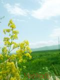 Մակարդախոտ իսկական - Подмаренник настоящий - Galium verum L.