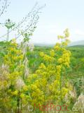 Մակարդախոտ իսկական - Подмаренник настоящий - Galium verum L.