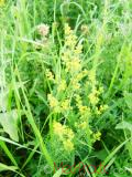 Մակարդախոտ իսկական - Подмаренник настоящий - Galium verum L.