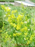 Մակարդախոտ իսկական - Подмаренник настоящий - Galium verum L.