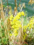 Մակարդախոտ իսկական - Подмаренник настоящий - Galium verum L.