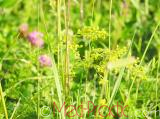 Մակարդախոտ իսկական - Подмаренник настоящий - Galium verum L.