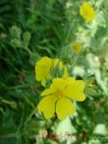 Մատնունի - Лапчатка - Cinquefoil Potentilla