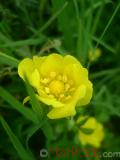 Մատնունի - Лапчатка - Cinquefoil Potentilla