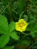 Մատնունի - Лапчатка - Cinquefoil Potentilla