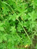 Մատնունի - Лапчатка - Cinquefoil Potentilla