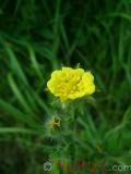Մատնունի - Лапчатка - Cinquefoil Potentilla