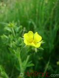 Մատնունի - Лапчатка - Cinquefoil Potentilla