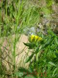 Մատնունի - Лапчатка - Cinquefoil Potentilla
