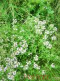Ուրց սողացող - Тимьян ползучий - Thymus serpyllum L.