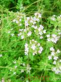 Ուրց սողացող - Тимьян ползучий - Thymus serpyllum L.