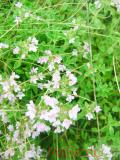 Ուրց սողացող - Тимьян ползучий - Thymus serpyllum L.